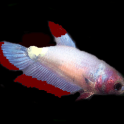 Betta tumor monsterfishkeepers