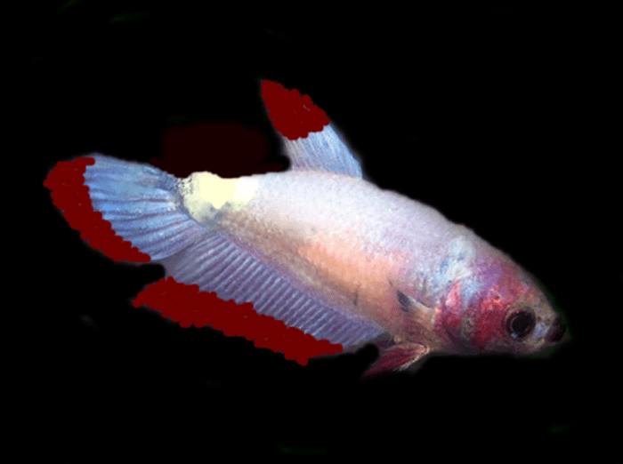 Betta tumor monsterfishkeepers