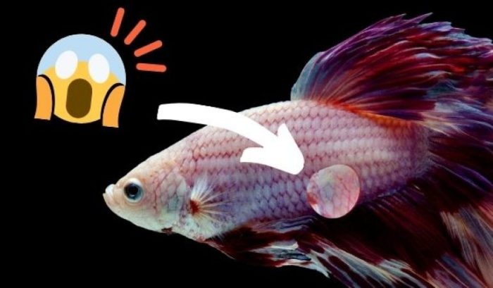 Betta fish tumor on head