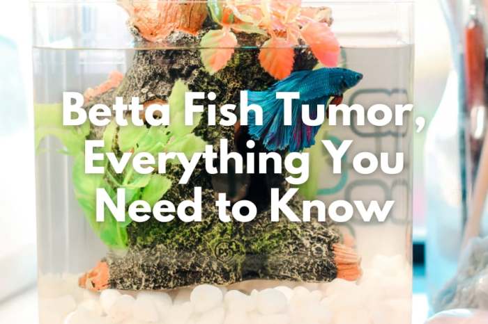 Betta tumor cancer viral possible re