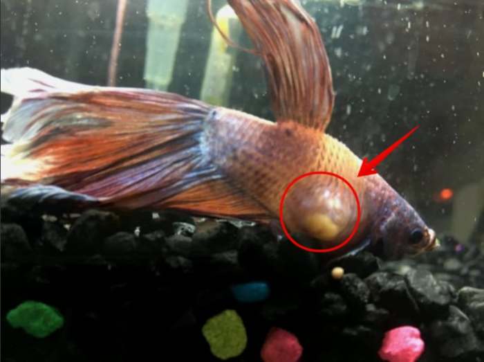 Betta fish tumor on head