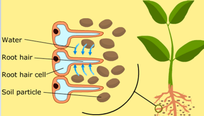 Root hair adaptations cells