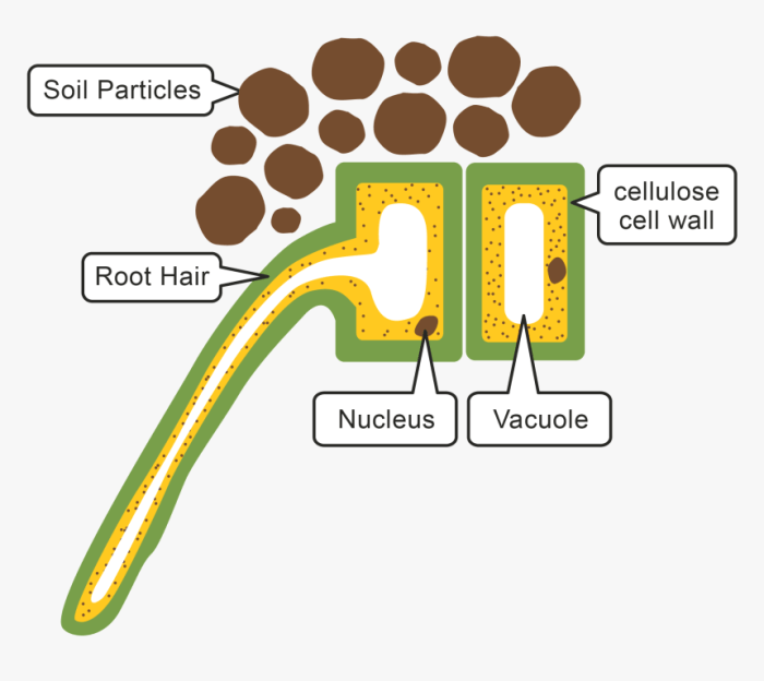 Root cell hair plant model homework diagram search google plants nucleus membrane roots facts biology wall animal kids