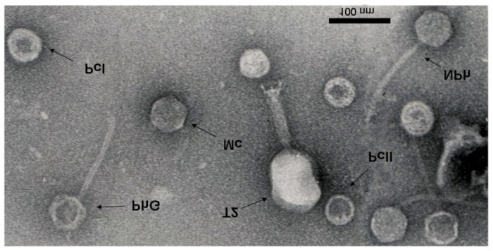 Mature t2 phage particles are released