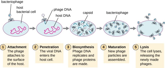 Mature t2 phage particles are released