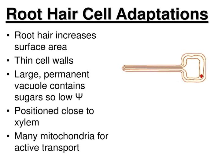 Adaptations of a root hair cell