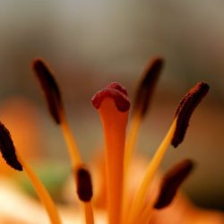 Pistil lys fleurs fotocommunity pindy