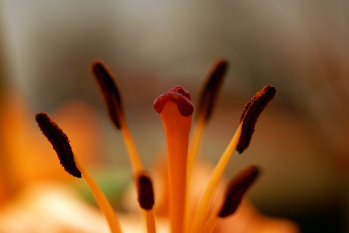 Pistil lys fleurs fotocommunity pindy