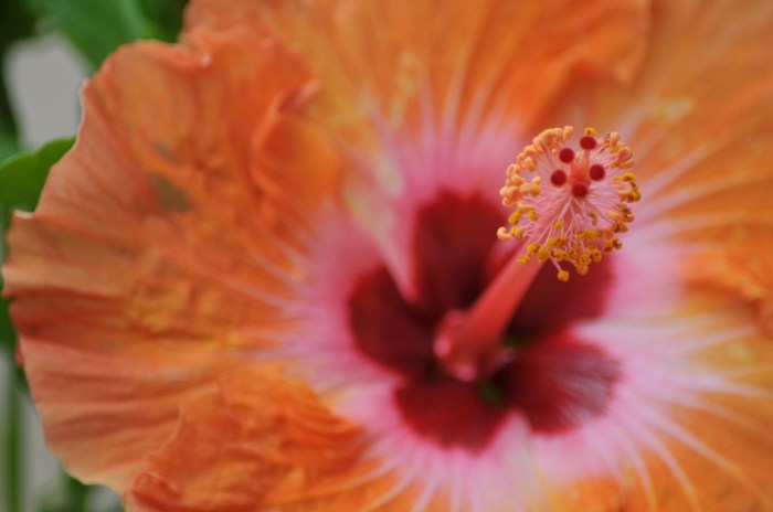 Seed producing flower parts crossword