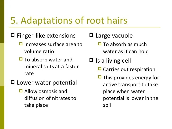 Root hair cells adaptations docx kb