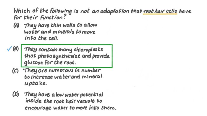 Adaptations of a root hair cell