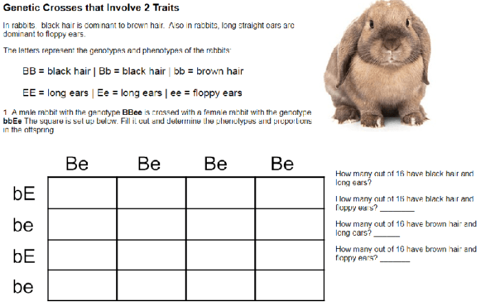 Genetic crosses that involve 2 traits - floppy eared bunnies