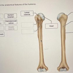 Anatomy bone physiology long bones diagram human muscle drawing muscles leg fitness training health illustrations choose board info