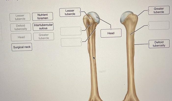 Anatomy bone physiology long bones diagram human muscle drawing muscles leg fitness training health illustrations choose board info