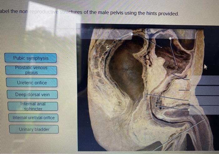 Label male reproductive structures pelvis hints provided using transcribed text show