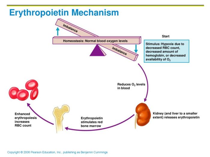 Figure 10-1 depicts in incomplete form the erythropoietin