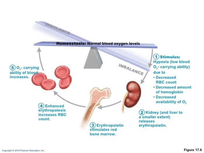 Figure 10-1 depicts in incomplete form the erythropoietin