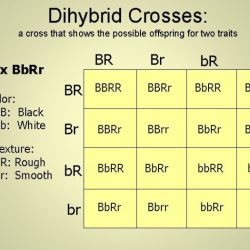 Genetic crosses that involve 2 traits - floppy eared bunnies