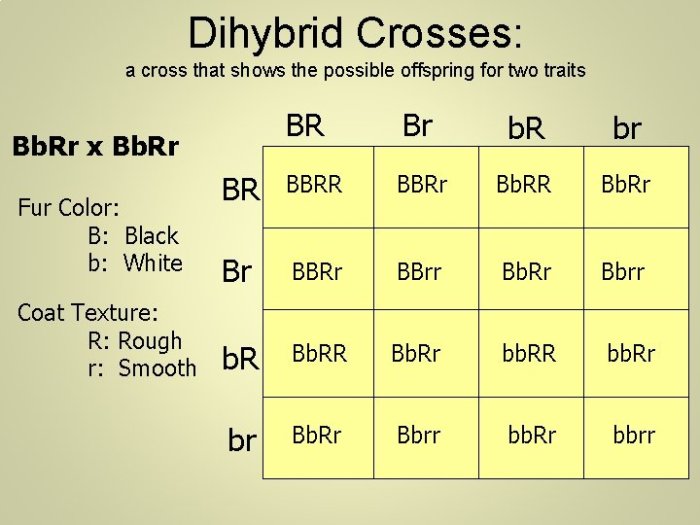 Genetic crosses that involve 2 traits - floppy eared bunnies