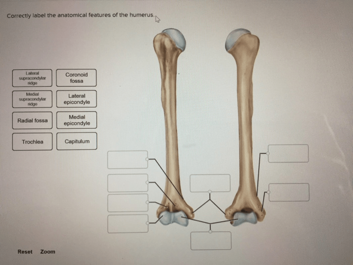 Correctly label the anatomical features of the humerus.